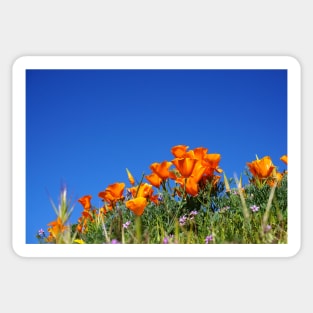 California Poppies and Blue Skies Photograph Sticker